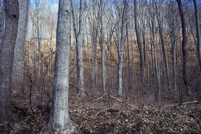 Illustration for article titled First Signs of Spring